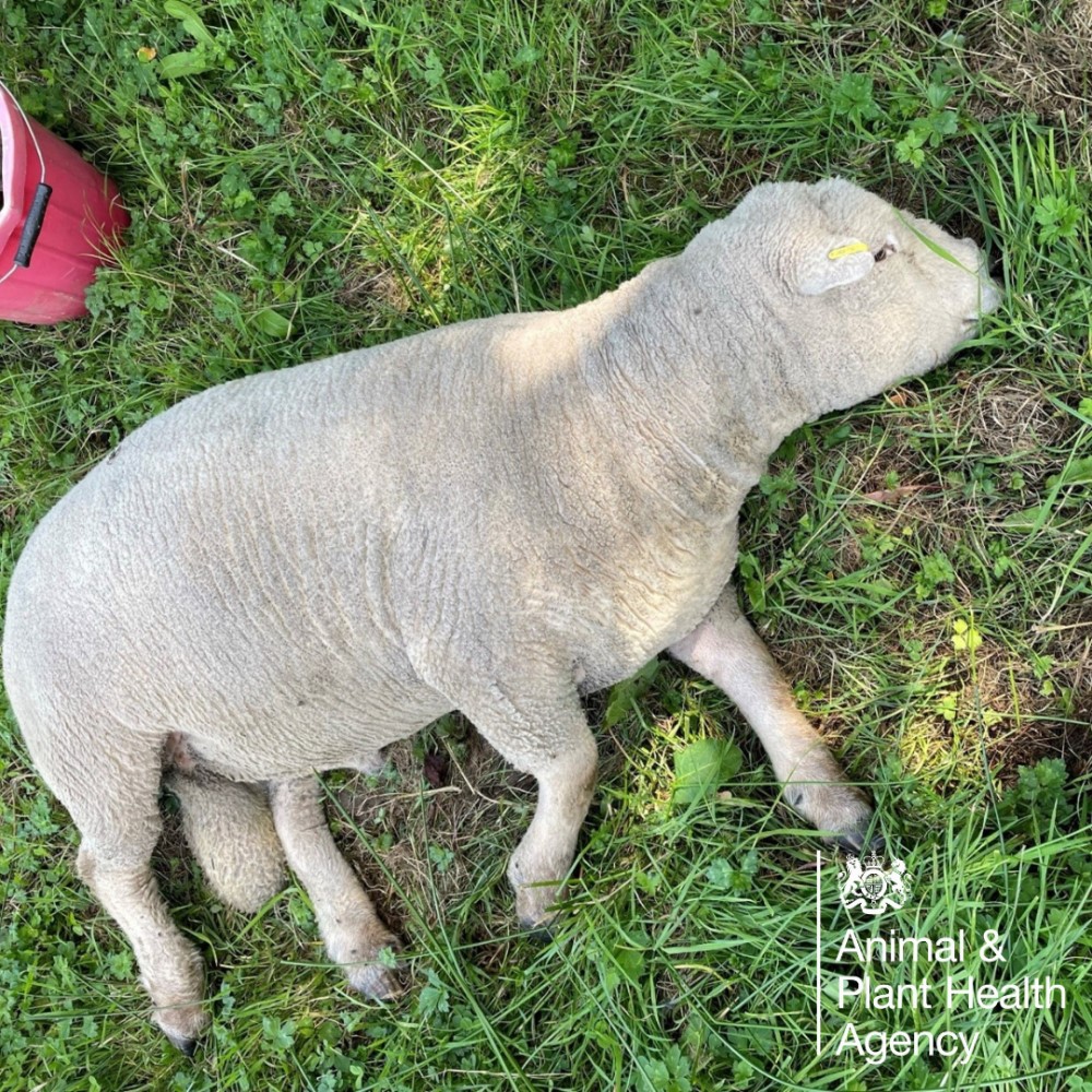 A sheep lying down in a field